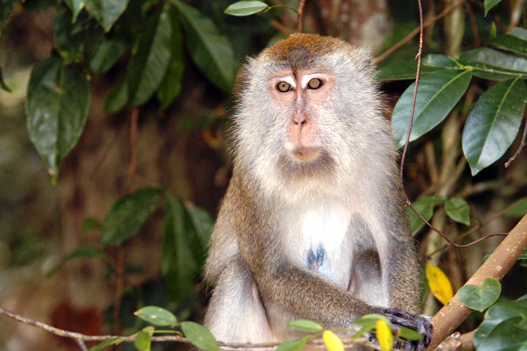 Malaysia, Penang, Taman Negara Pulau Pinang, Macaques Monkey