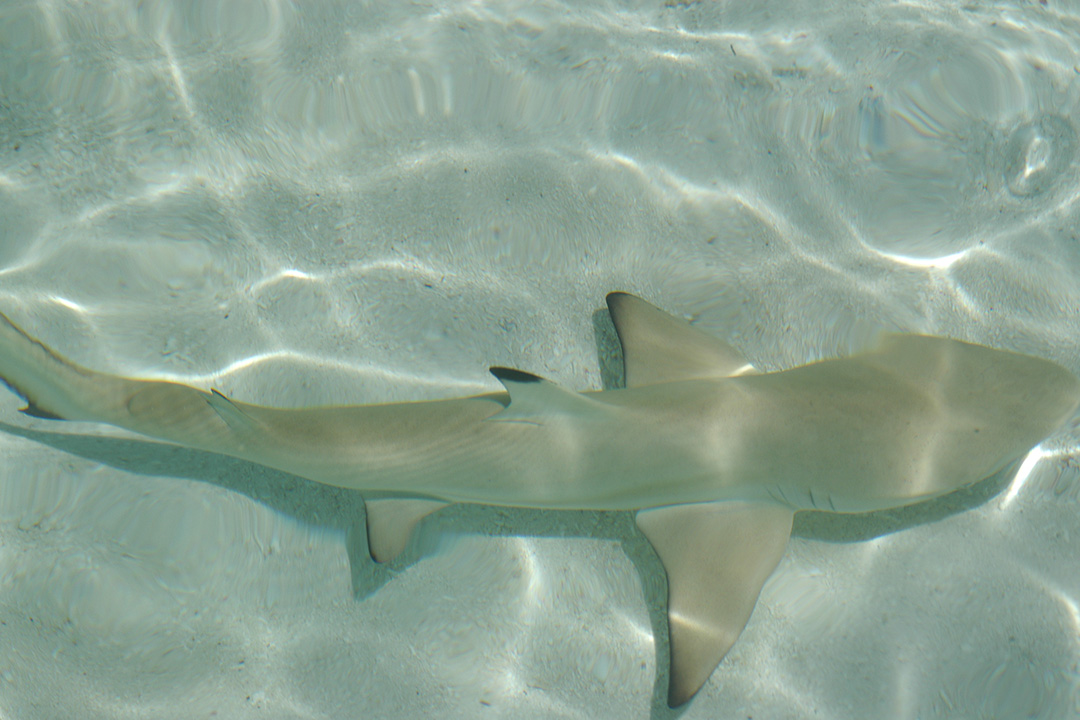 马尔代夫, 兰加利岛, 鲨鱼
