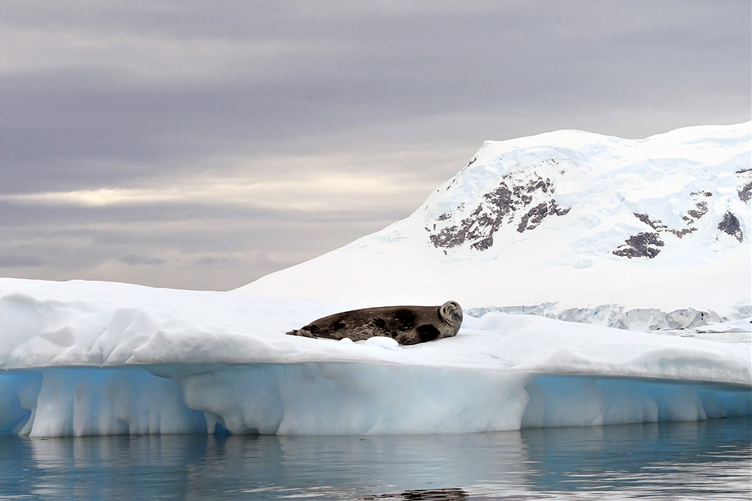 Antarctica, Paradise Harbour