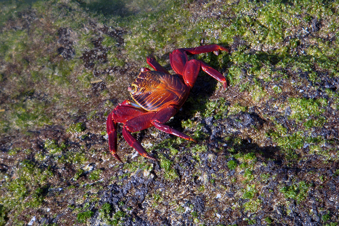 Ecuador, Galapagos, Fernandina Island, Sally Lightfoot Crab
