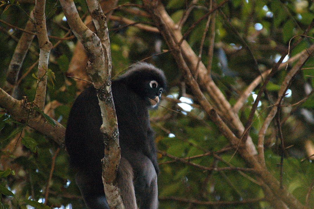 Malaysia, Penang, Taman Negara Pulau Pinang, Dusky Leaf Monkey