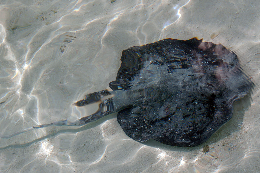 马尔代夫, 兰加利岛, 蝠鲼