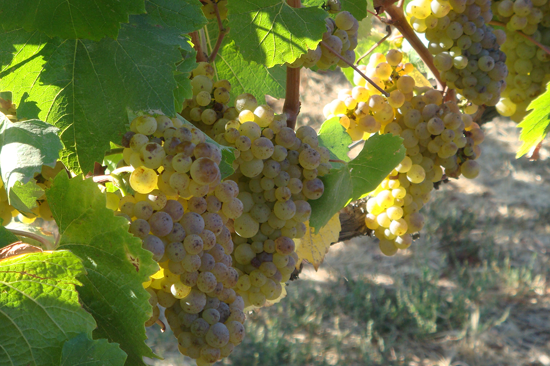 Chile, Winnice Veramonte