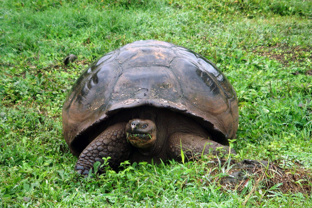 Ecuador, Galapagos, Santa Cruz Island, Giant Tortoise