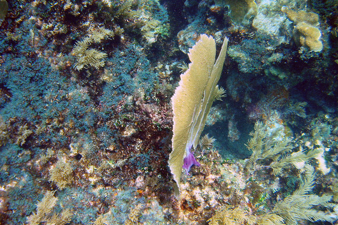 Mexico, Riviera Maya, Coral Reef