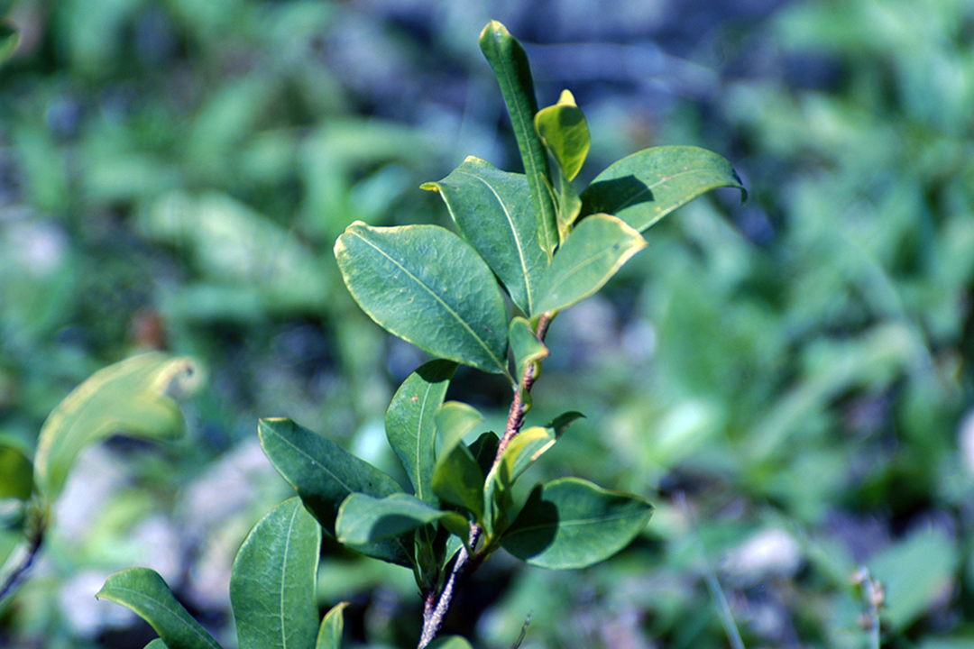 Peru, Coca Plant Leaves