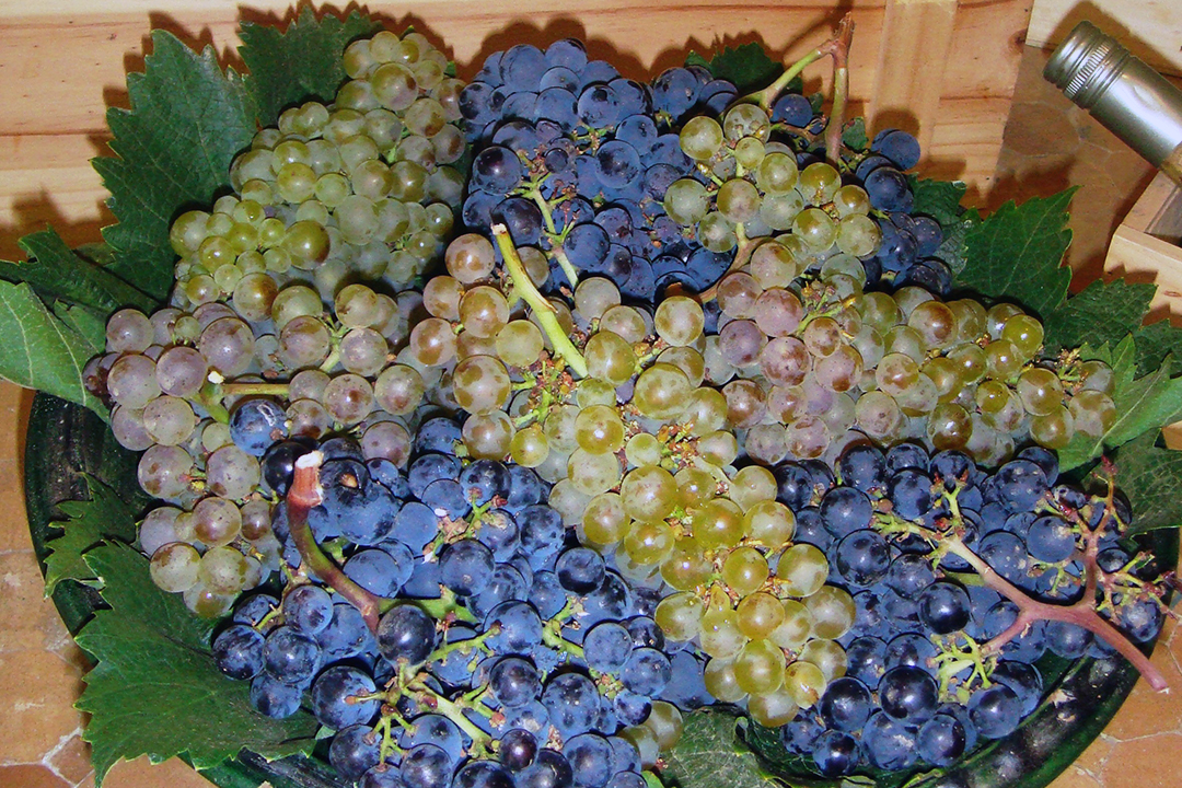 Chile, Winnica Veramonte, Winogrona