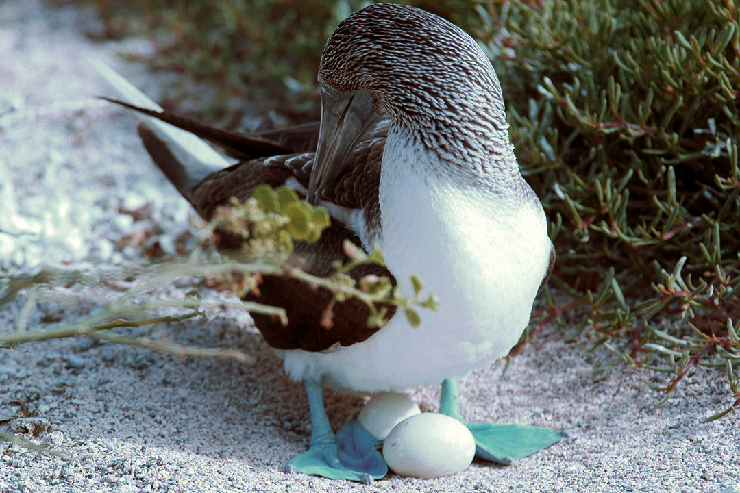 Ecuador, Galapagos, North Seymour Island, Blue-Footed Booby