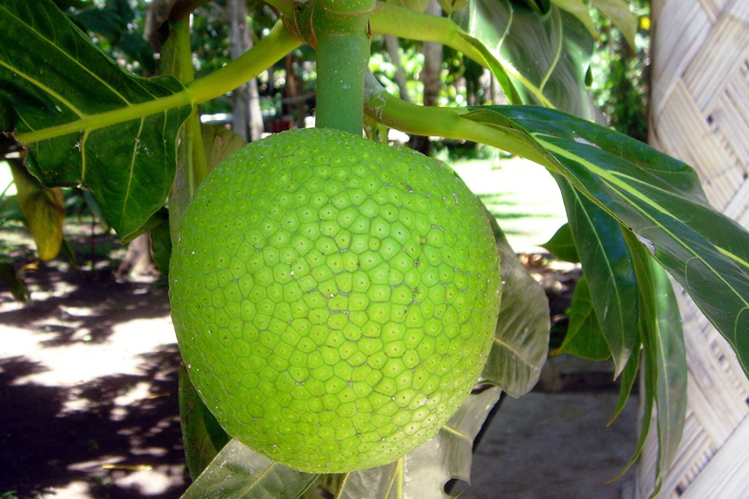 Fidji, Île de Qamea, Fruit à Pain