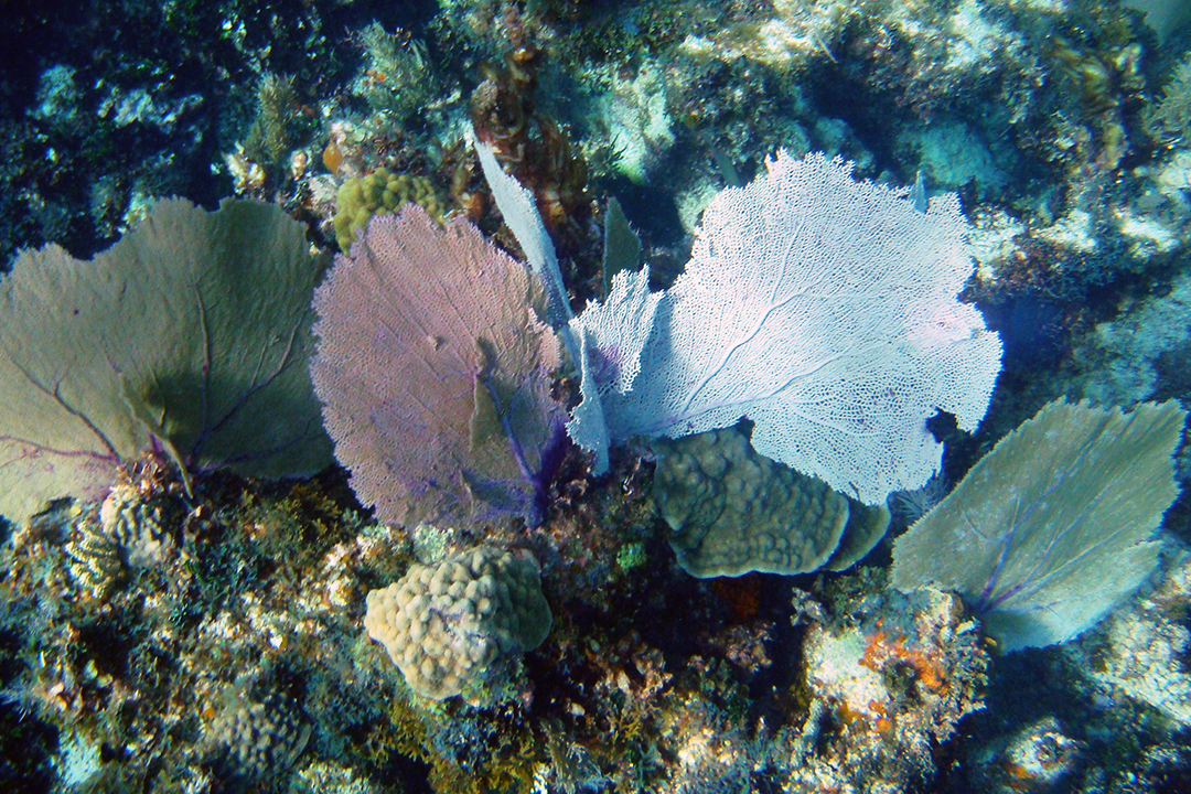 Mexico, Riviera Maya, Coral Reef