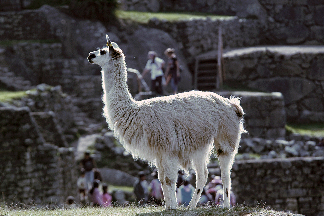 Peru, Machu Picchu, Llama