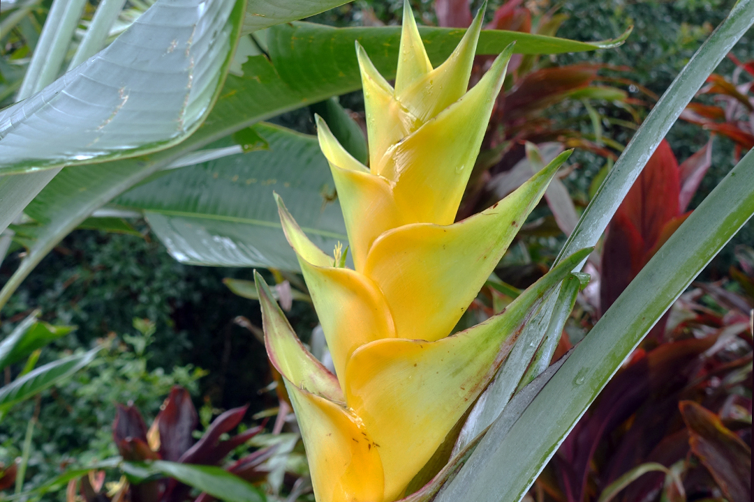 USA, Hawaii, Maui, Garden of Eden Arboretum