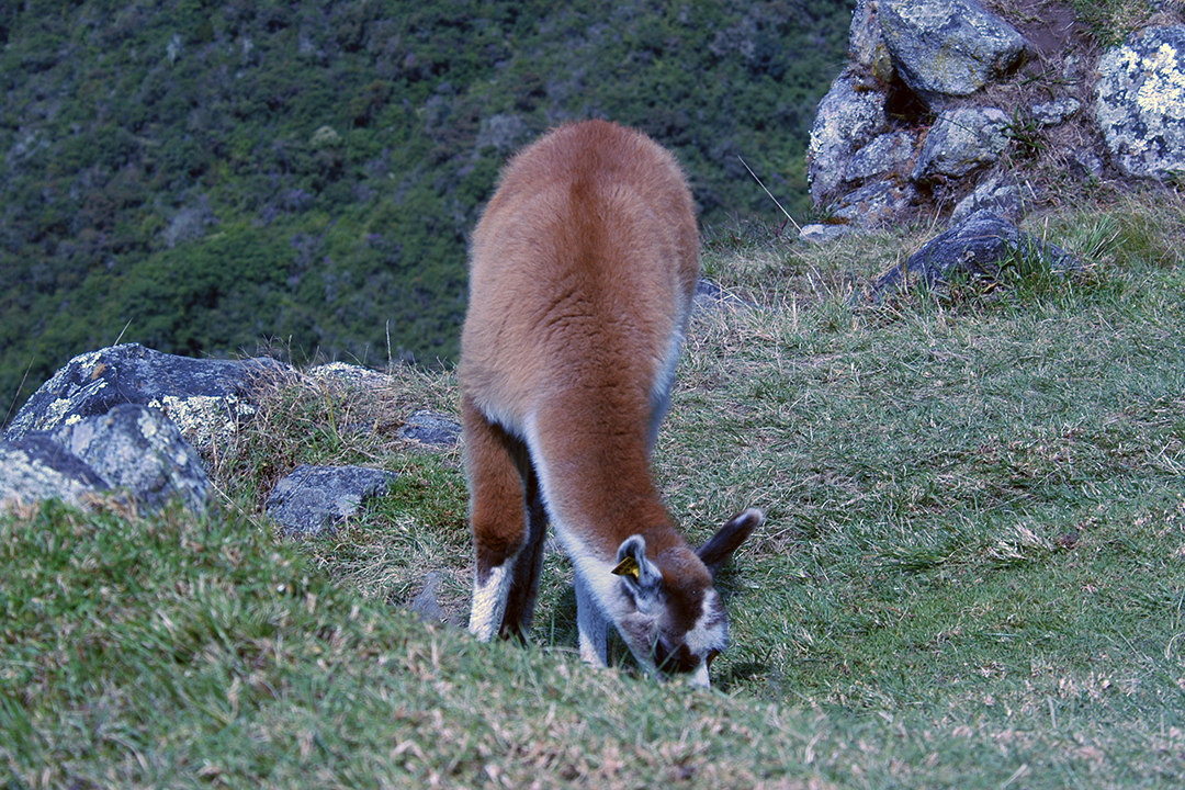 Peru, Machu Picchu, Lama