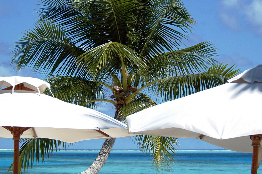 马尔代夫, 兰加利岛, 棕榈树