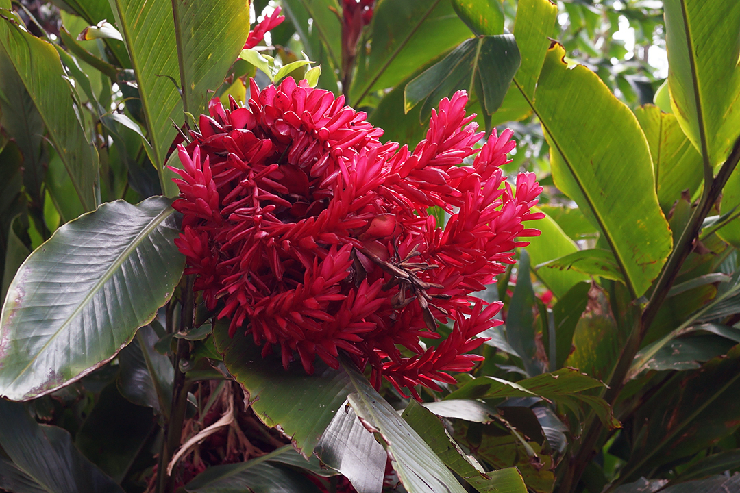 USA, Hawaii, Maui Tropical Plantation