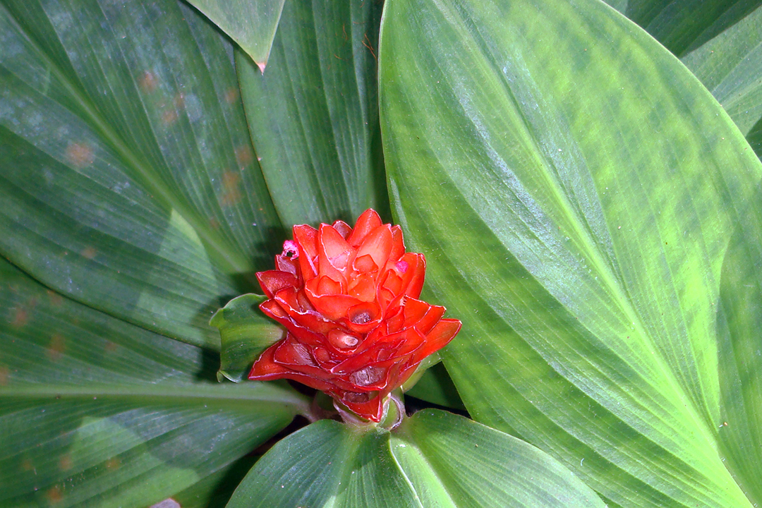 Malaysia, Penang, Flowers