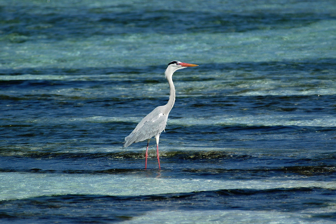 马尔代夫, 兰加利岛, 灰鹭