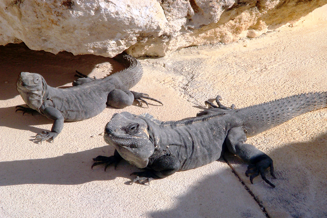 Mexico, Secrets Maroma Beach Resort, Wildlife