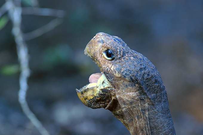 Encounters with Galapagos Wildlife
