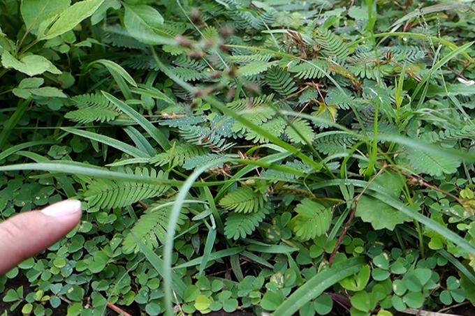 含羞草 (Mimosa Pudica), 敏感植物