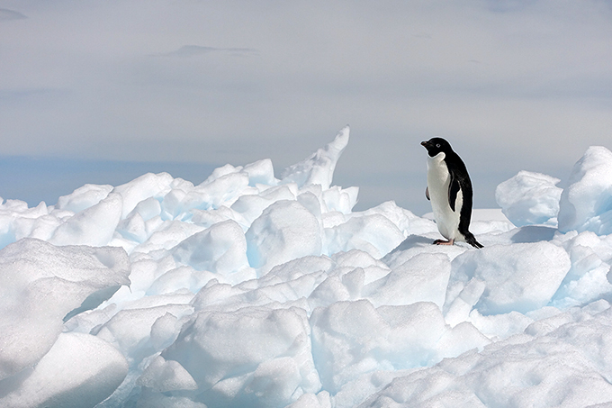 Wildlife of Antarctica, Adélie Penguin