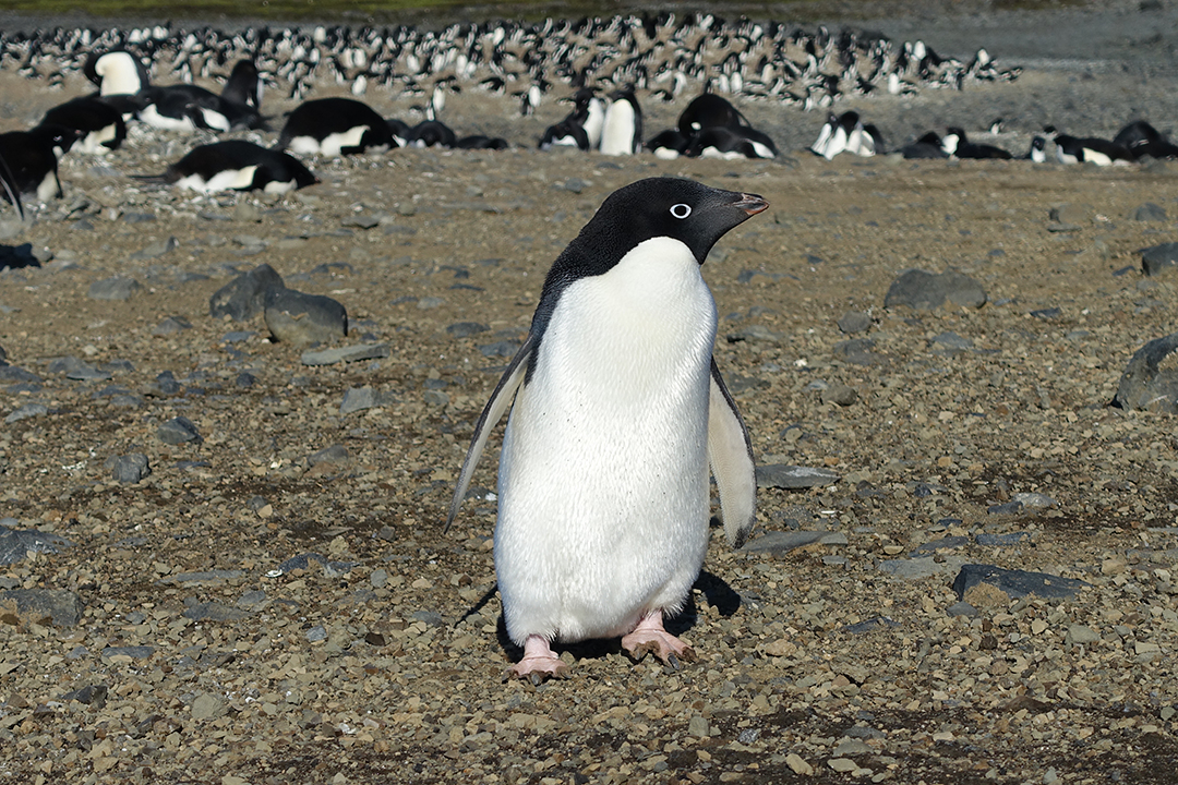 Wildlife of Antarctica, Adélie Penguin