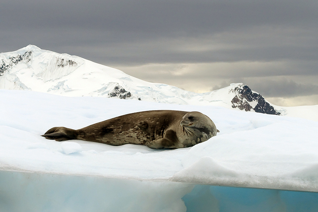 Wildlife of Antarctica, Weddell Seal