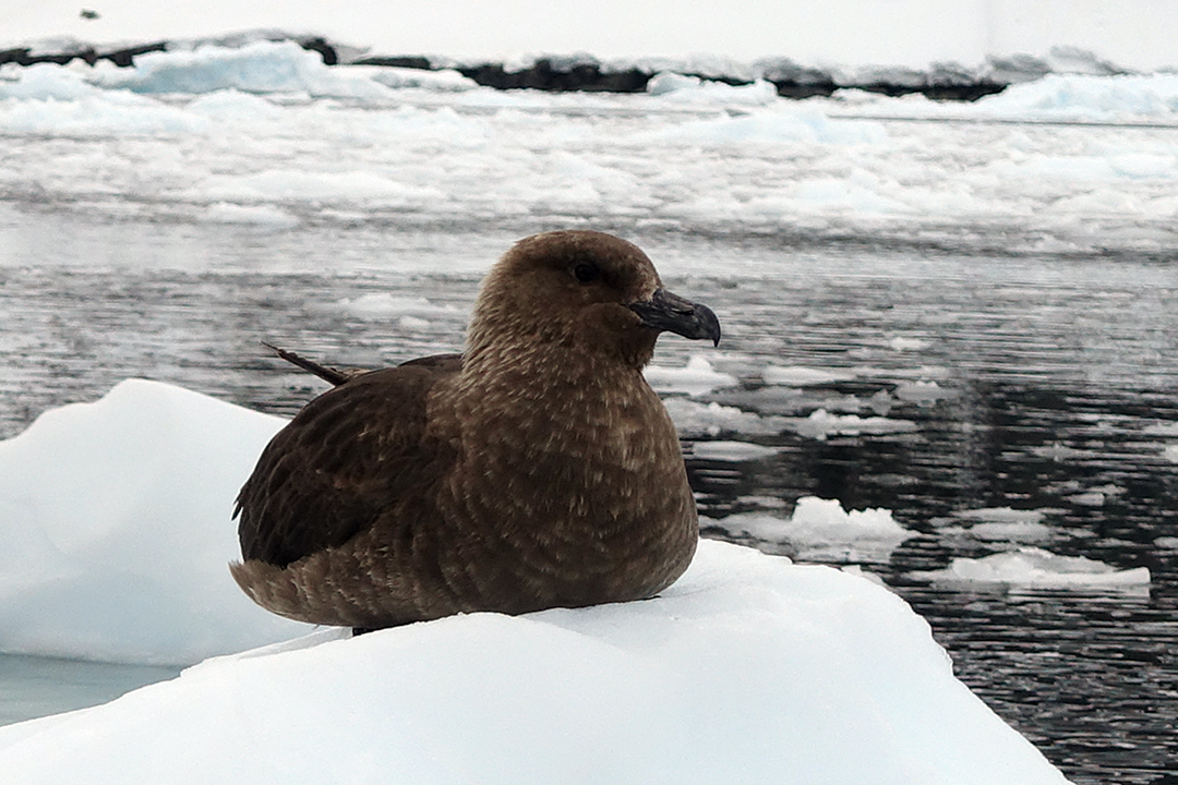 Wildlife of Antarctica, Brown Skua