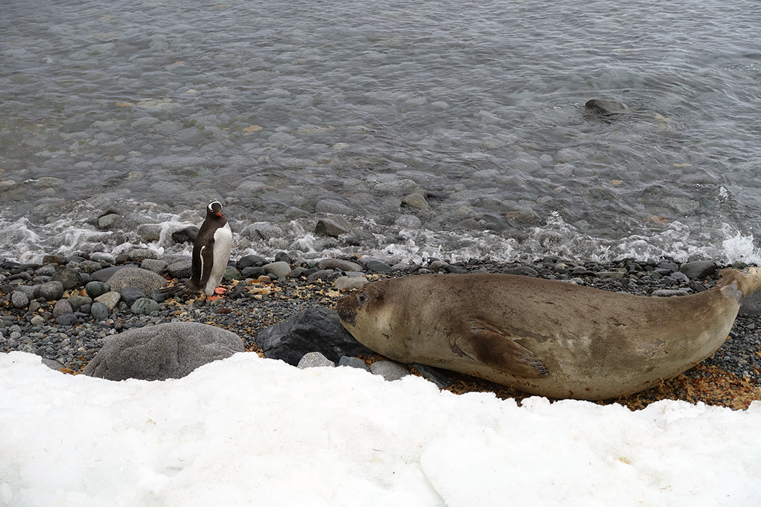 Wildlife of Antarctica, Gentoo Penguin & Seal