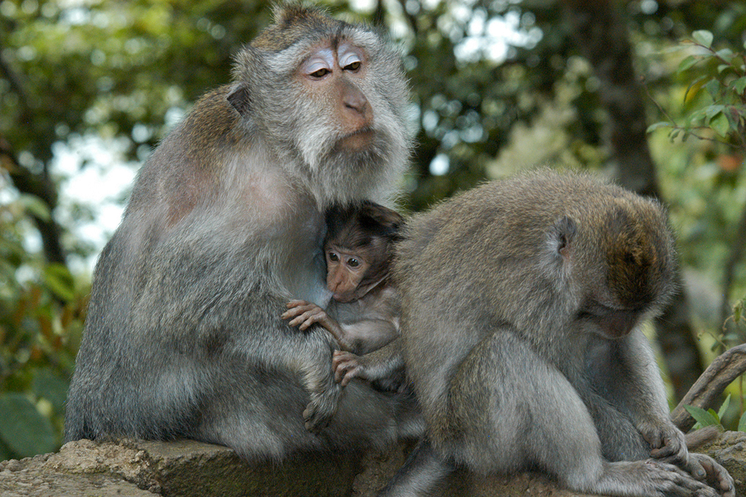 Indonesia, Bali, Macaque Monkeys