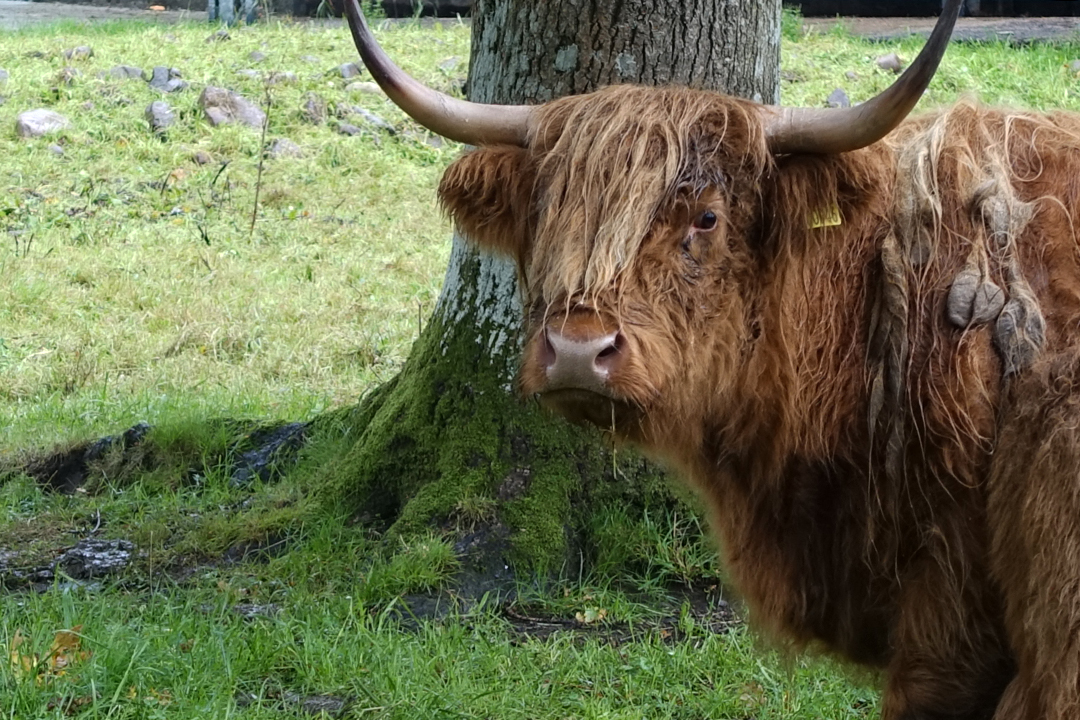 英国、苏格兰, 托里登酒店 (The Torridon Hotel), 高地奶牛