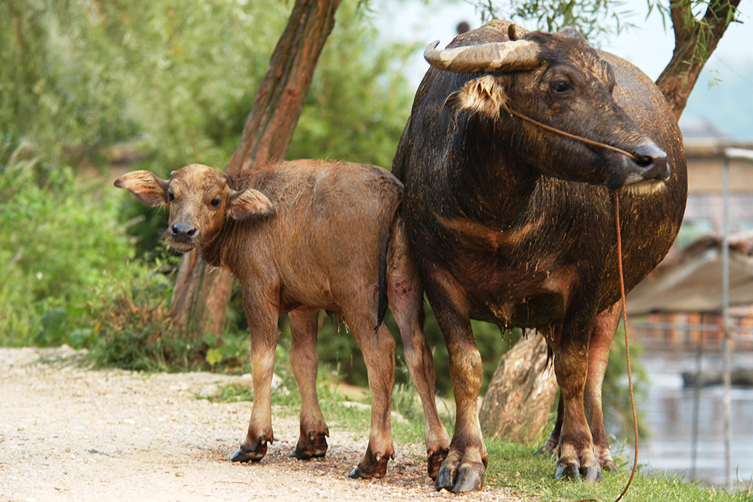China, Guilin, Water Buffalo