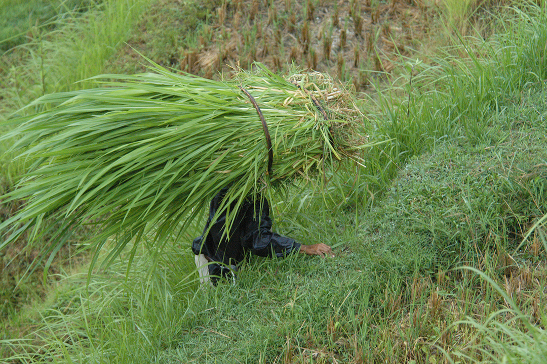 Indonesia, Bali, Rice Fields