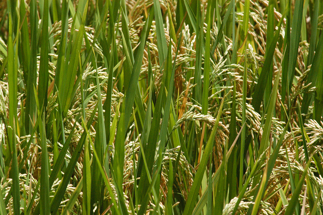 Indonesia, Bali, Rice Fields