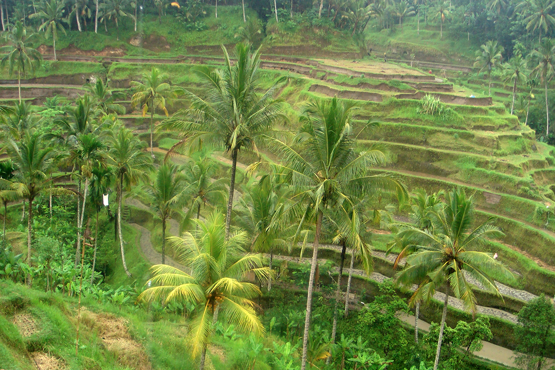 Indonesia, Bali, Rice Terraces