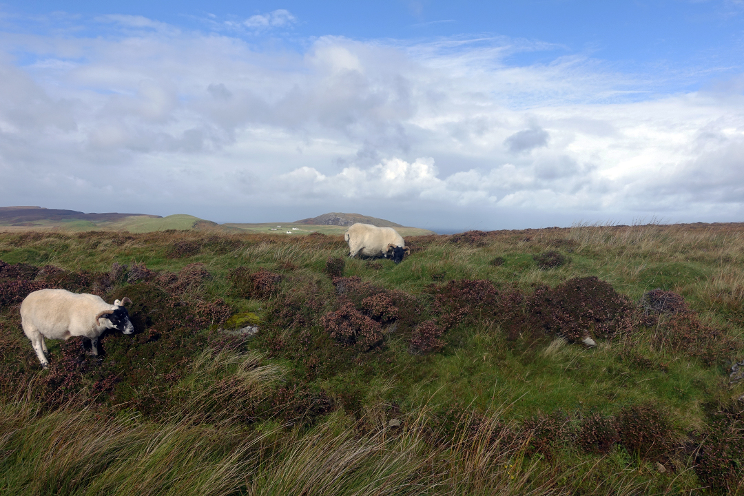 英国、苏格兰, 斯凯岛 (Isle of Sky), 牧场