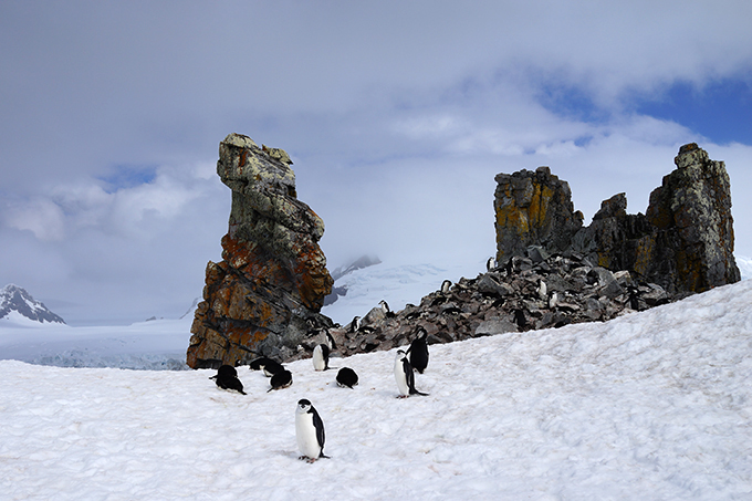 Antarctica, Chinstrap Penguins