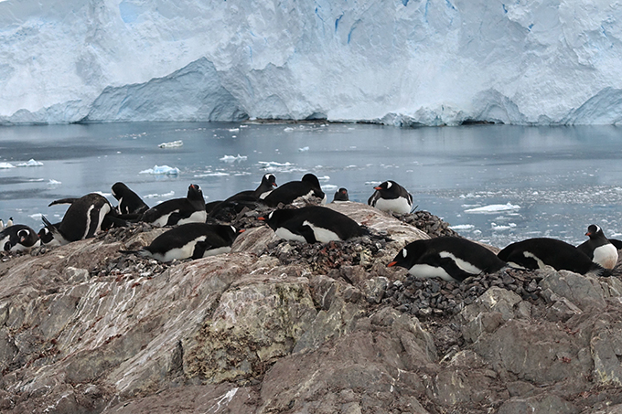 Antarctica, Gentoo Penguins