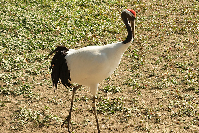 Red-Crowned Crane