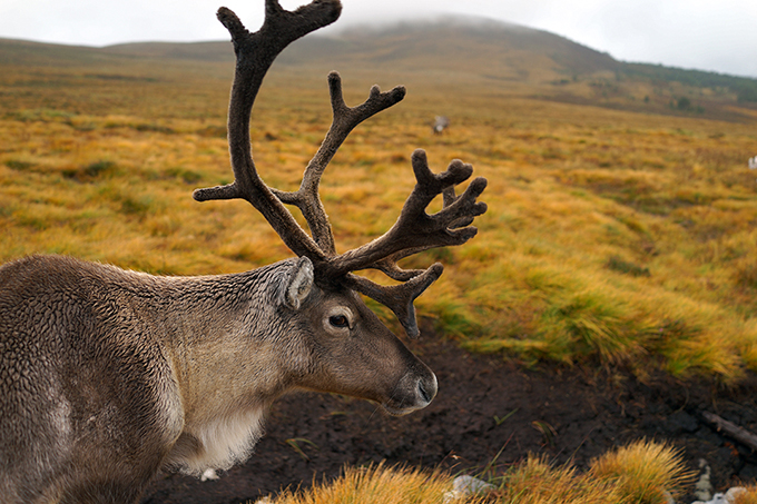 UK, Scotland, Cairngorm Reindeer Center