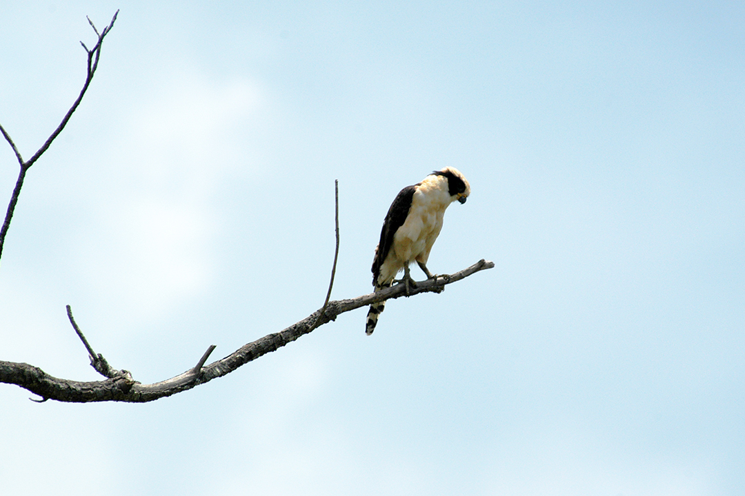 Fauna of Costa Rica, Laughing Falcon