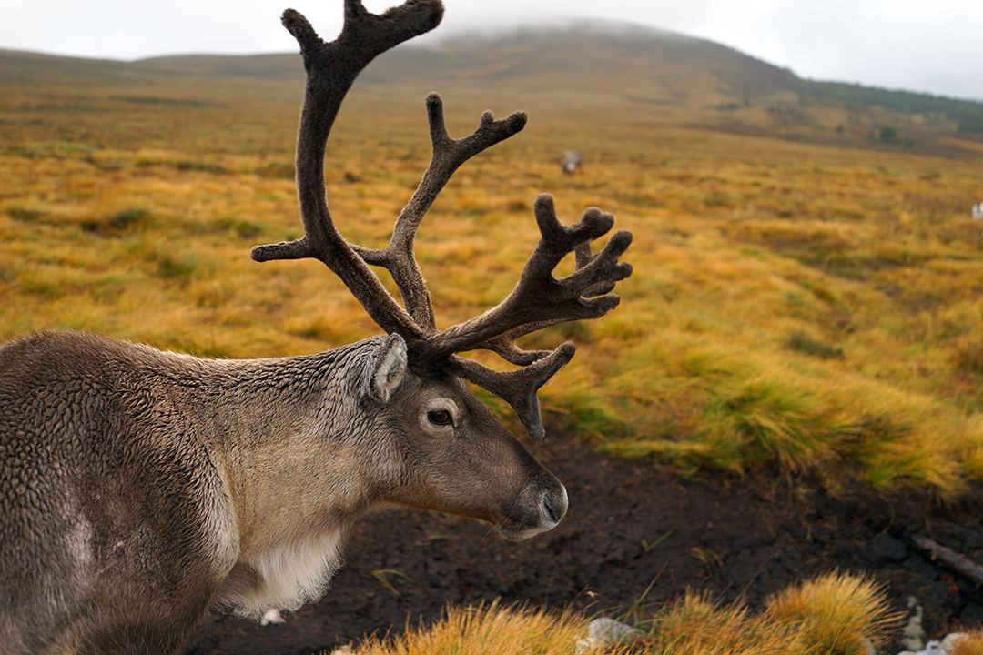 UK, Scotland, Cairngorm Reindeer Center
