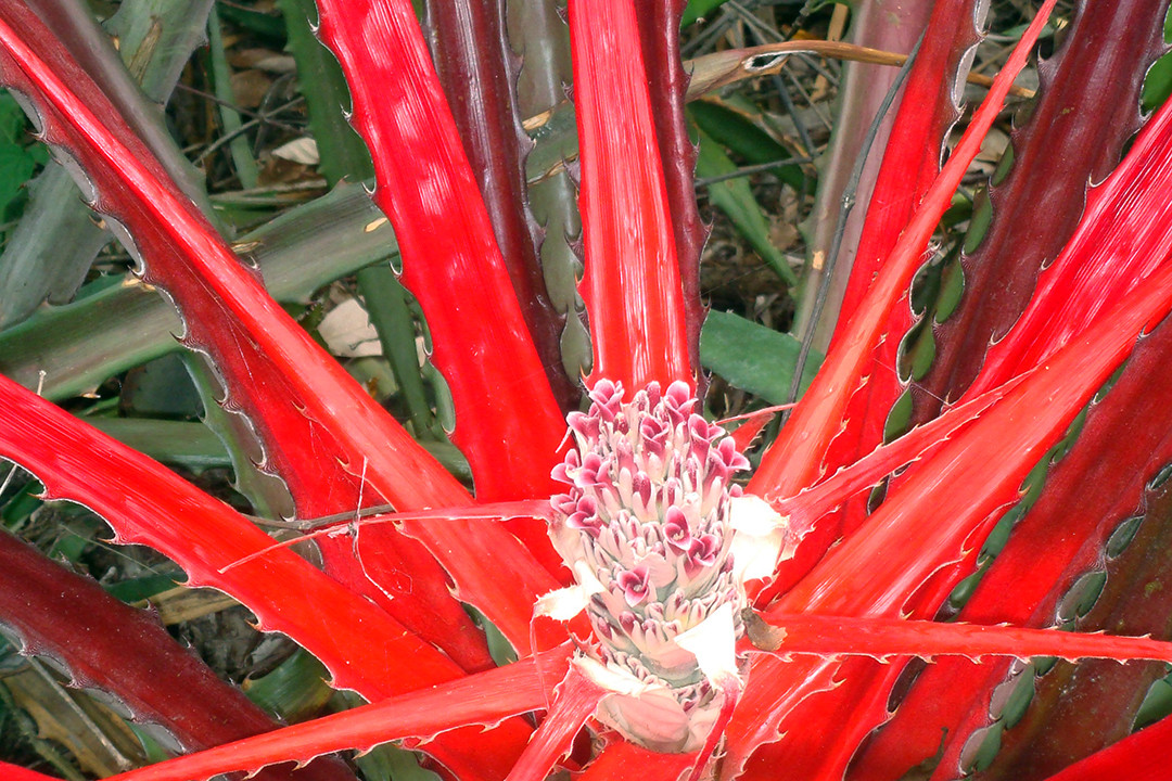 哥斯达黎加植物群, 凤梨科植物 (Bromeliad)