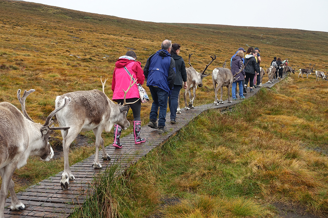 UK, Scotland, Cairngorm Reindeer Center