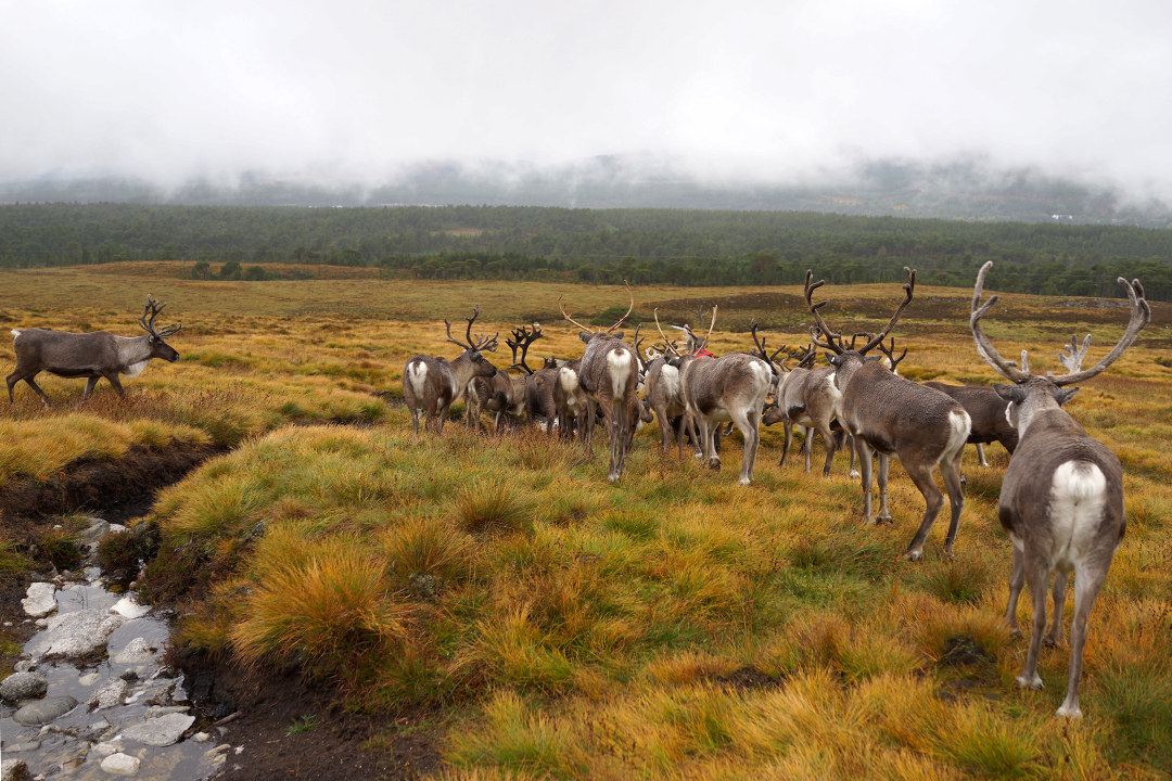 UK, Scotland, Cairngorm Reindeer Center