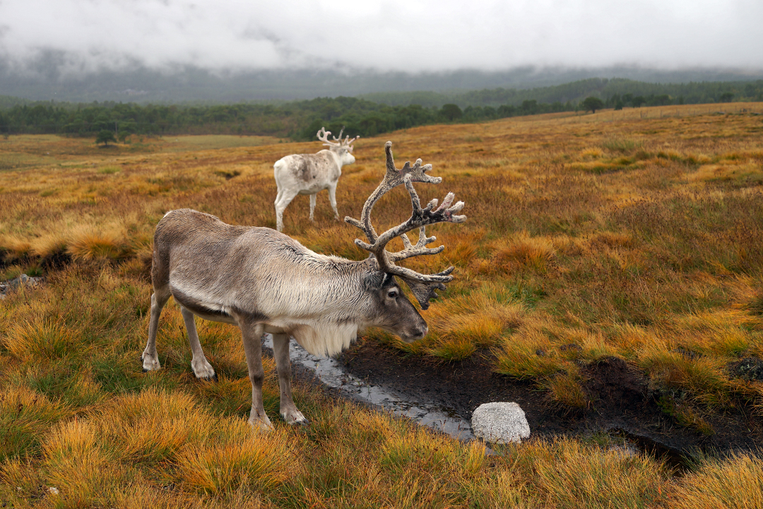 UK, Scotland, Cairngorm Reindeer Center