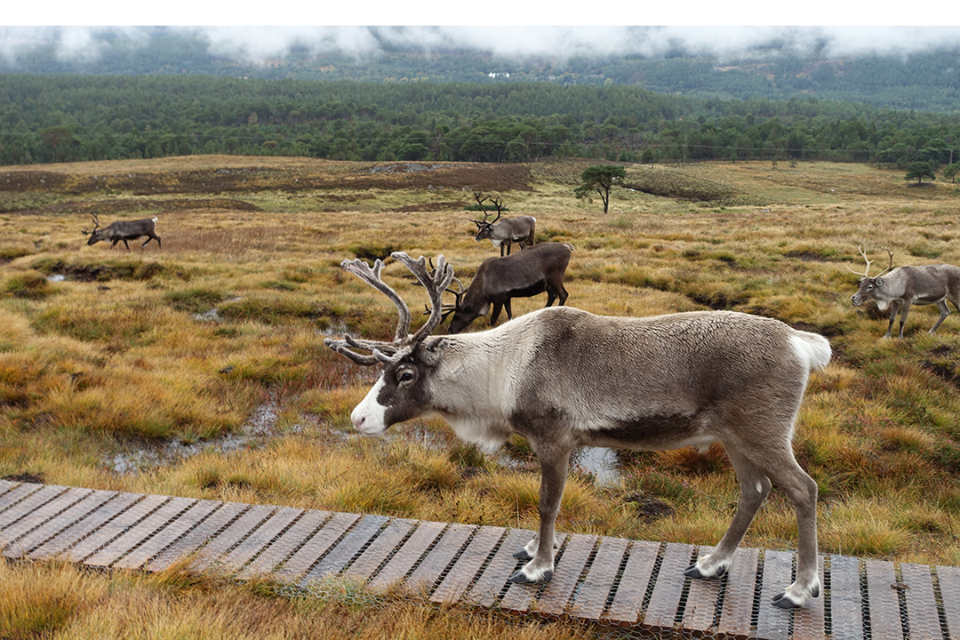UK, Scotland, Cairngorm Reindeer Center