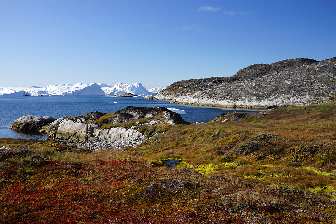 Greenland, Ilulissat Icefjord, Arctic Plants