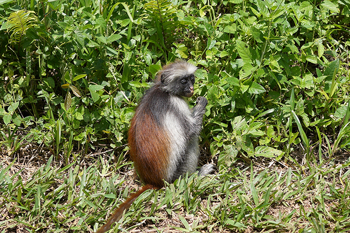 The Rare Red Colobus Monkey of Zanzibar