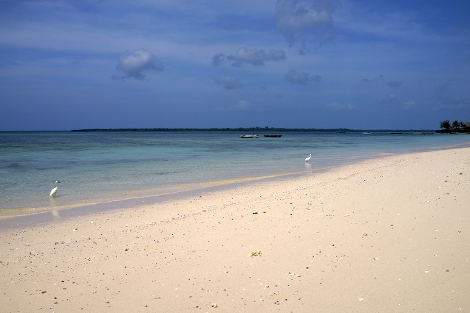 Sables Blancs et Oiseaux Blancs de Zanzibar